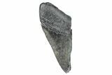 Partial Megalodon Tooth - South Carolina #272567-1